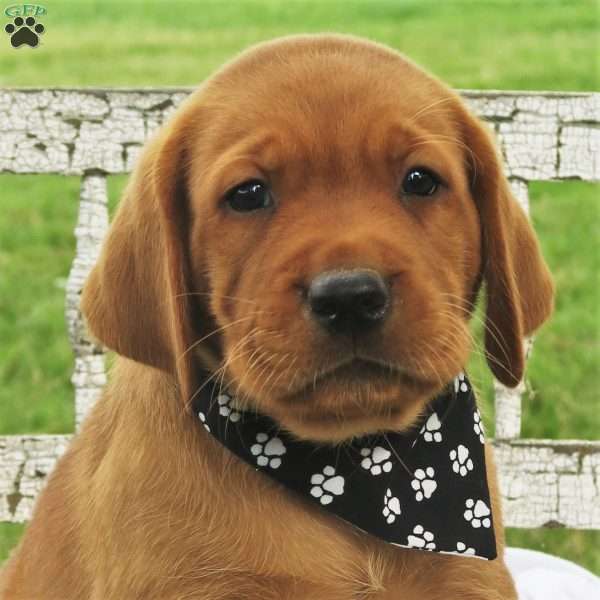 Dash of Chili, Fox Red Labrador Retriever Puppy